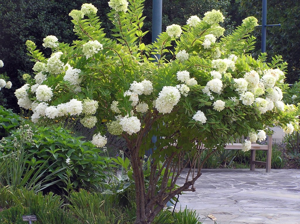 PG Hydrangea Shrub