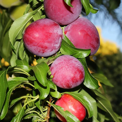 5 Santa Rosa Fruiting Plum Trees 3-4'