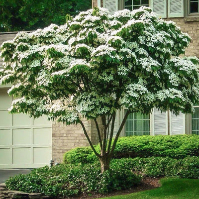 A Kousa Dogwood tree in full bloom with white flowers, situated in front of a house.
