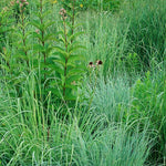 6 Pack - Big Bluestem Grass - TN Nursery