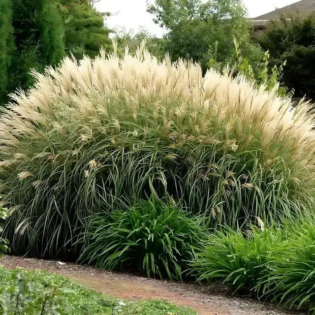 6 Pack - Feather Reed Grass - TN Nursery
