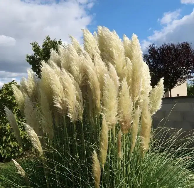 Purple pampas grass live plant hot sale