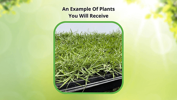 How Your Grass Will Arrive