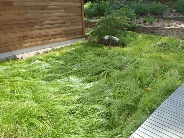 Pennsylvania Sedge Grass Plugs In A Backyard