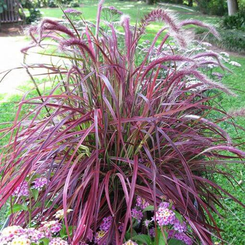 6 Pack -Purple Fountain Grass Plugs - TN Nursery