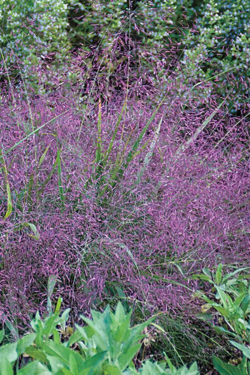 6 Pack - Purple Love Grass - TN Nursery