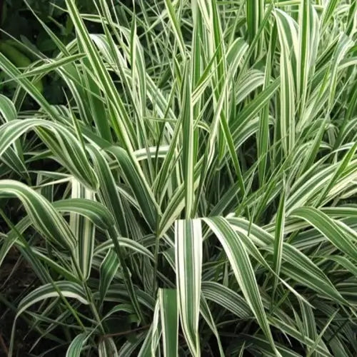 6 Pack - Ribbon Grass (phalaris arundinacea) - TN Nursery