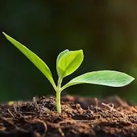Seedlings