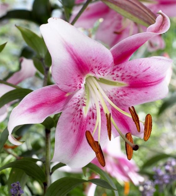 Daylily Collection TN Nursery