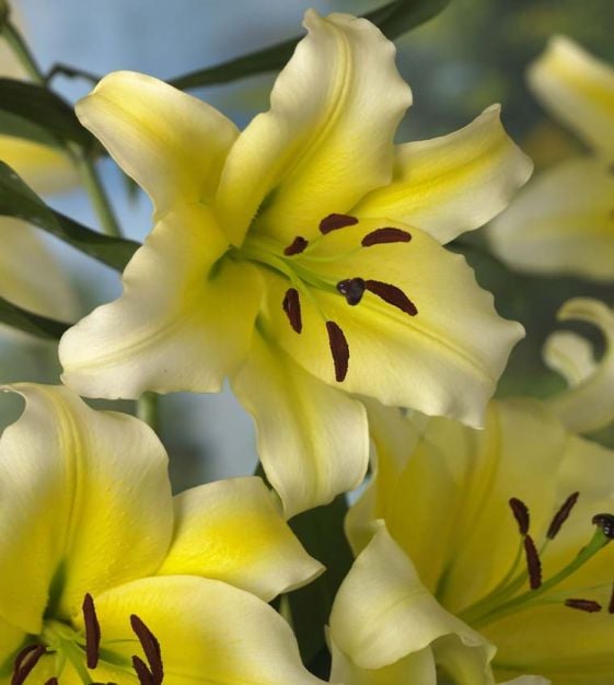 Daylily Collection TN Nursery