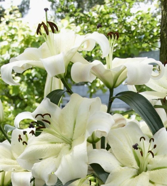 Daylily Collection TN Nursery