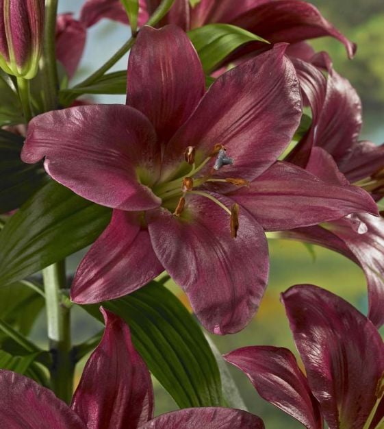 Daylily Collection TN Nursery