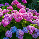 6 Flowering Shrubs 3-4' Selected Perfectly For Your Zone