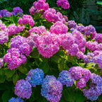 Shop 6 Flowering Shrubs online at TN Nursery 