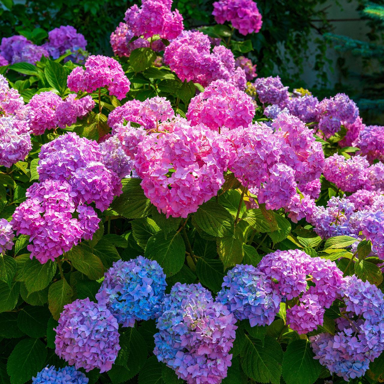 Shop 6 Flowering Shrubs online at TN Nursery 