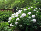 Buy 6 Flowering Shrubs online at TN Nursery 