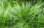 Shop 6 Pack - Pennsylvania Sedge Plugs online at TN Nursery
