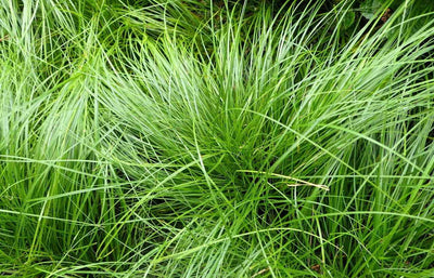 Shop 6 Pack - Pennsylvania Sedge Plugs online at TN Nursery