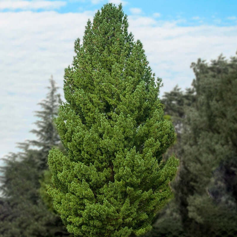 The White Pine Tree