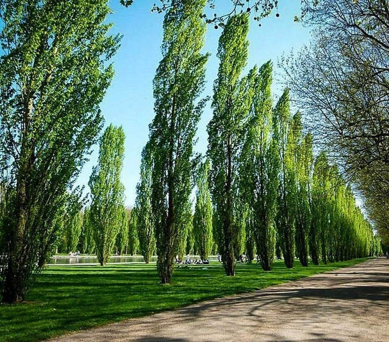 lombardy poplar tree