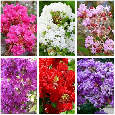 Crepe Myrtle