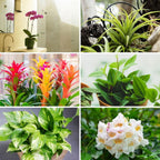 Buy Air Purifying Plant Package online at TN Nursery 