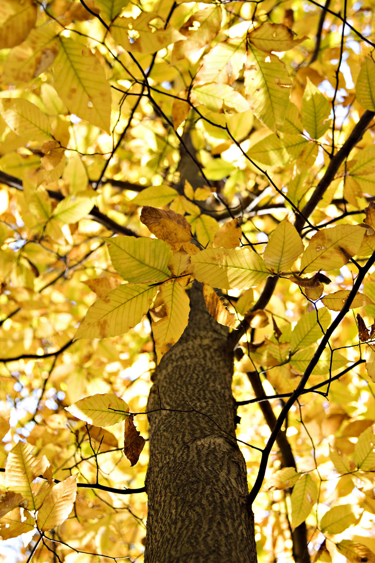 American Beech tree with golden foliage 