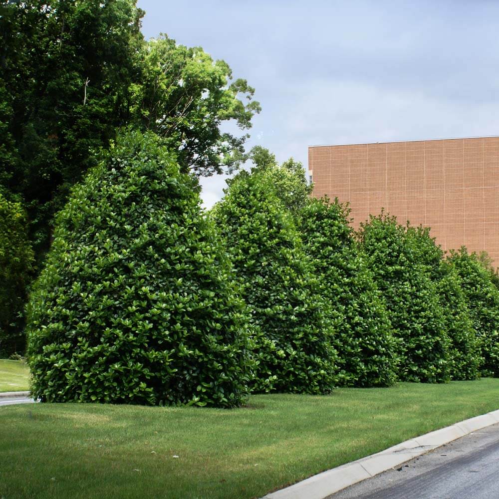 American Holly with evergreen foliage