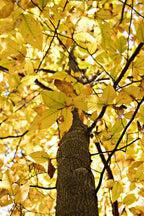 Buy American Beech Seedlings at TN Nursery 