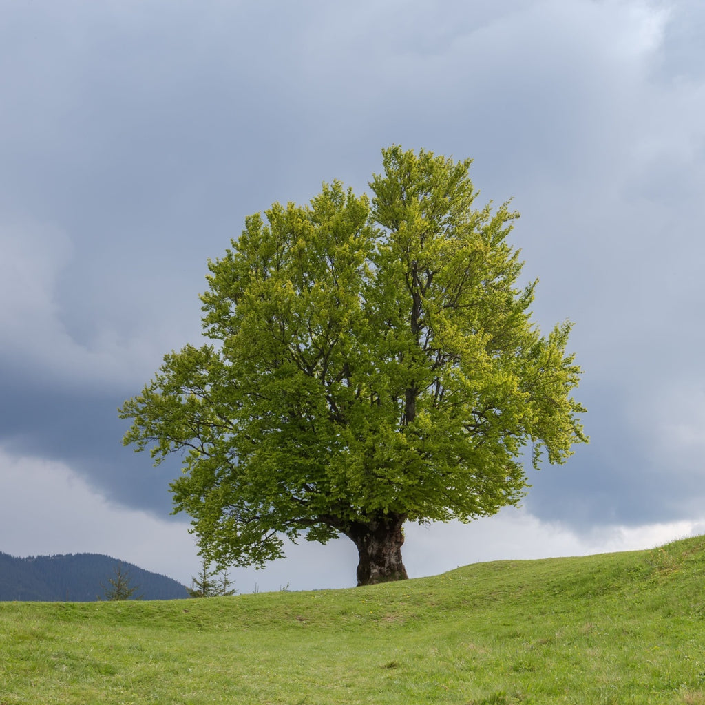 What Is An American Beech Tree Types And Uses Fagaceae Fagus