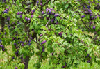 Buy 1 get 1 free sale on American Plum Tree online at TN Nursery