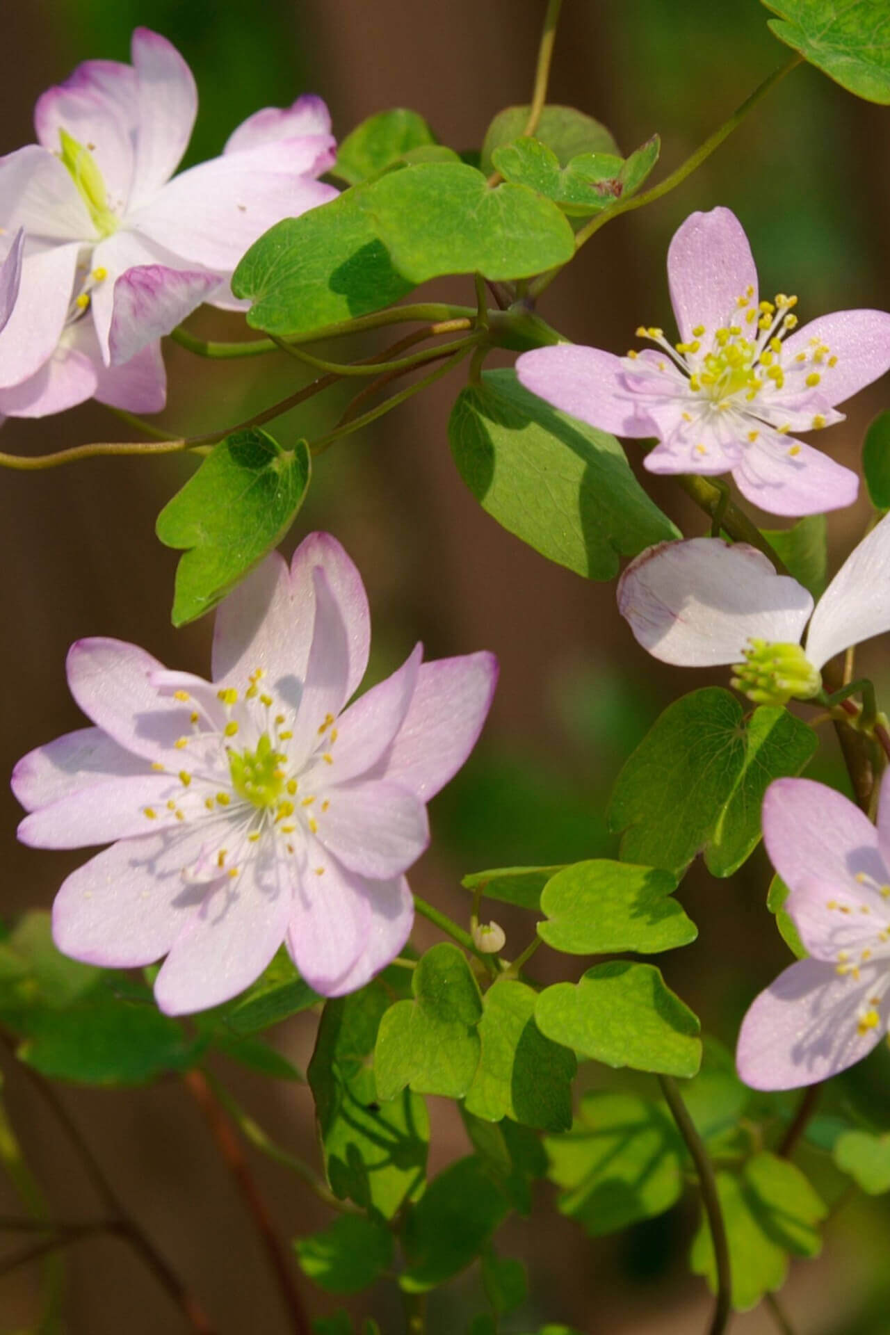 Rue Anemone in full bloom with pink flowers