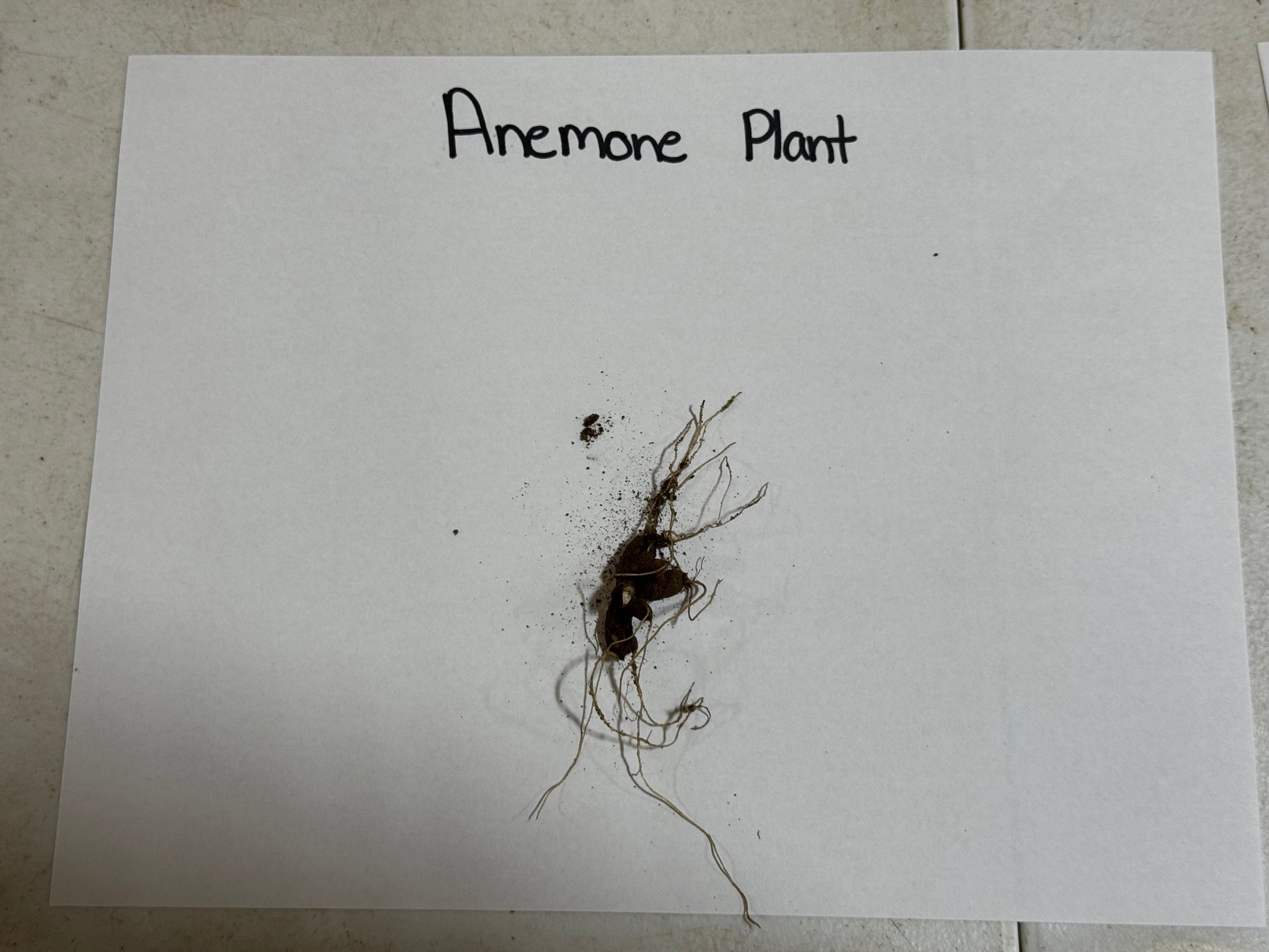 Anemone plant with roots on a white sheet of paper