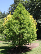Shop Bald Cypress Tree online at TN Nursery