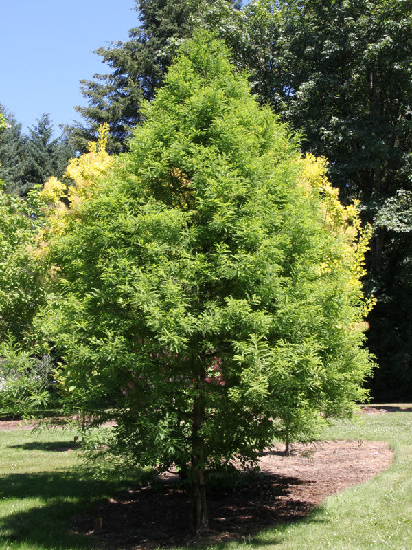 Shop Bald Cypress Tree online at TN Nursery