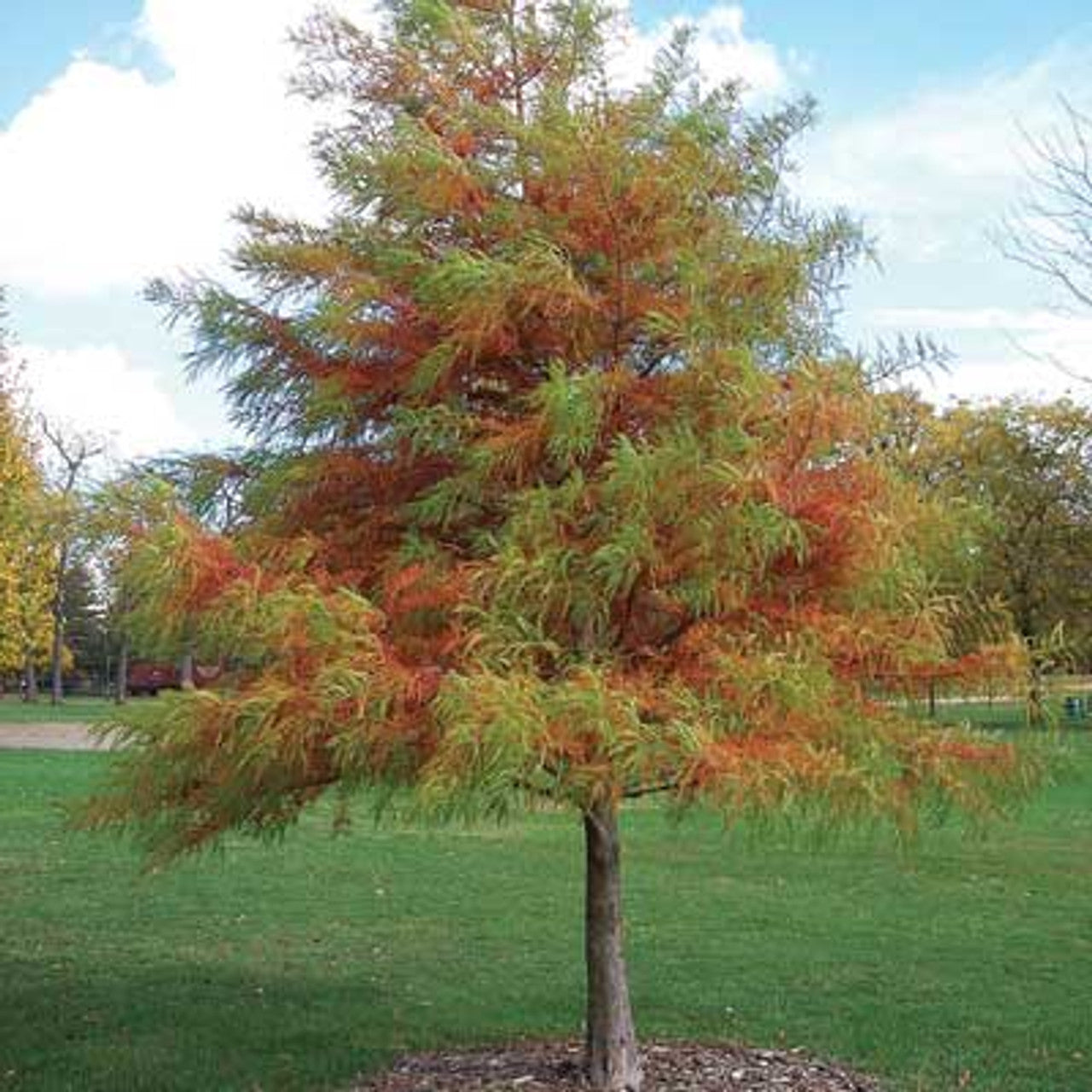Shop sale on Bald Cypress Tree online at TN Nursery