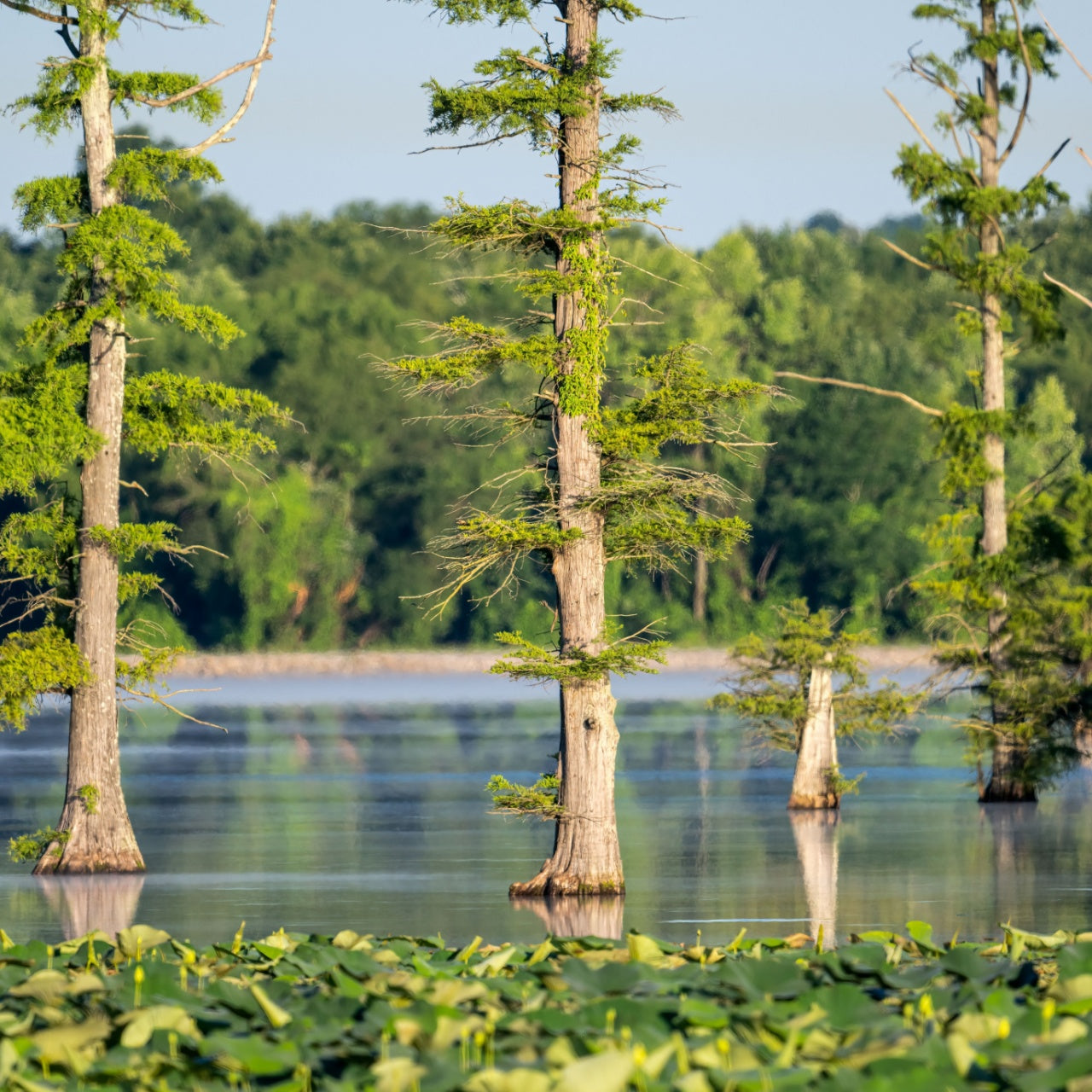 Bald Cypress for sale online 