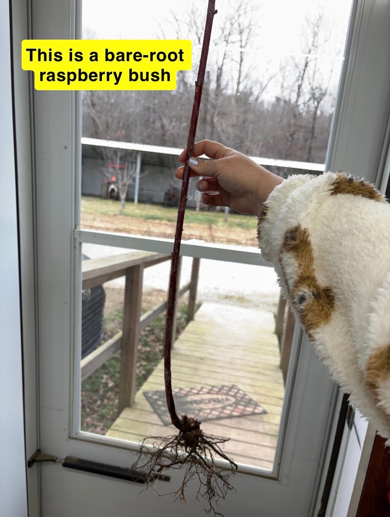Buy Black Raspberry Bush online at TN Nursery