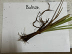 Buy Bulrush Plant online at TN Nursery