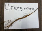 Buy Climbing Wisteria Vine online at TN Nursery 