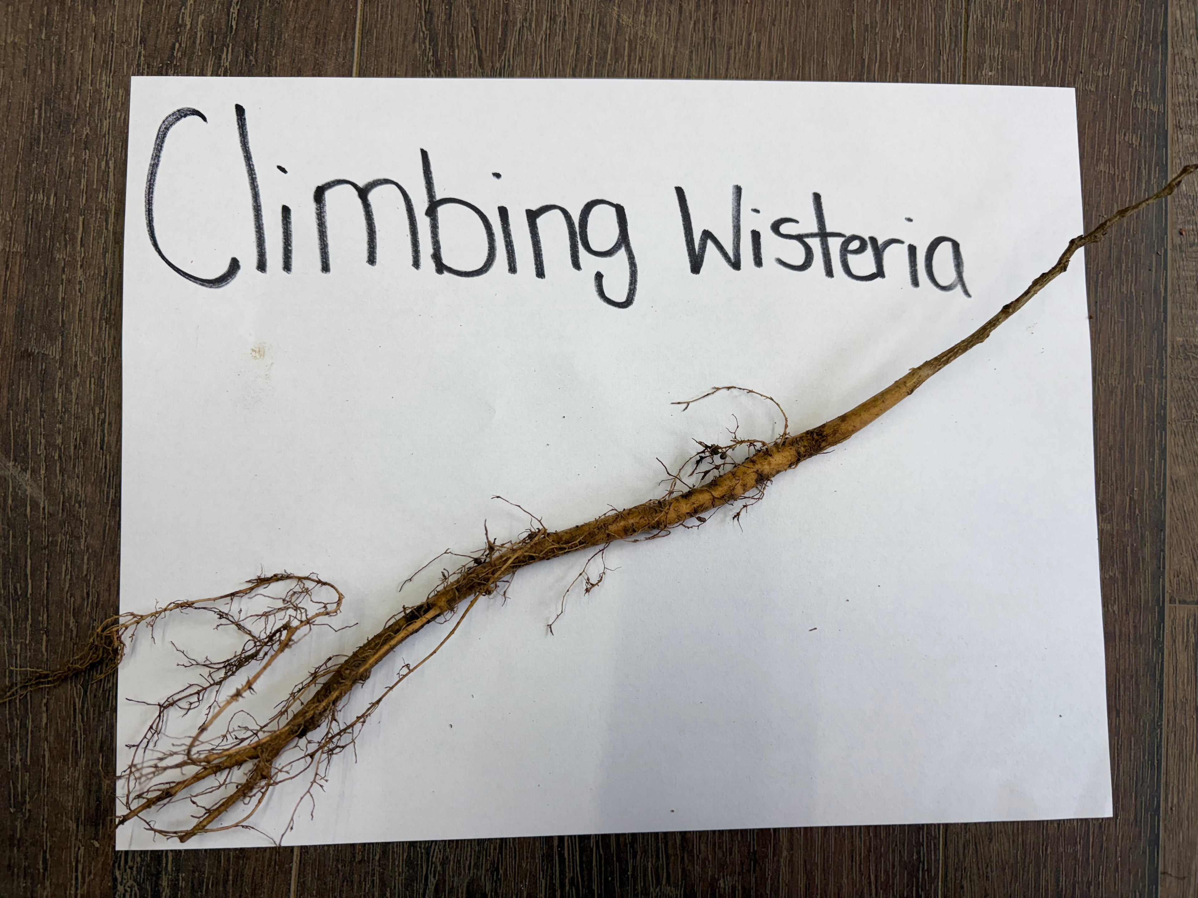 Buy Climbing Wisteria Vine online at TN Nursery 