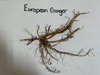 Buy European Ginger online at TN Nursery