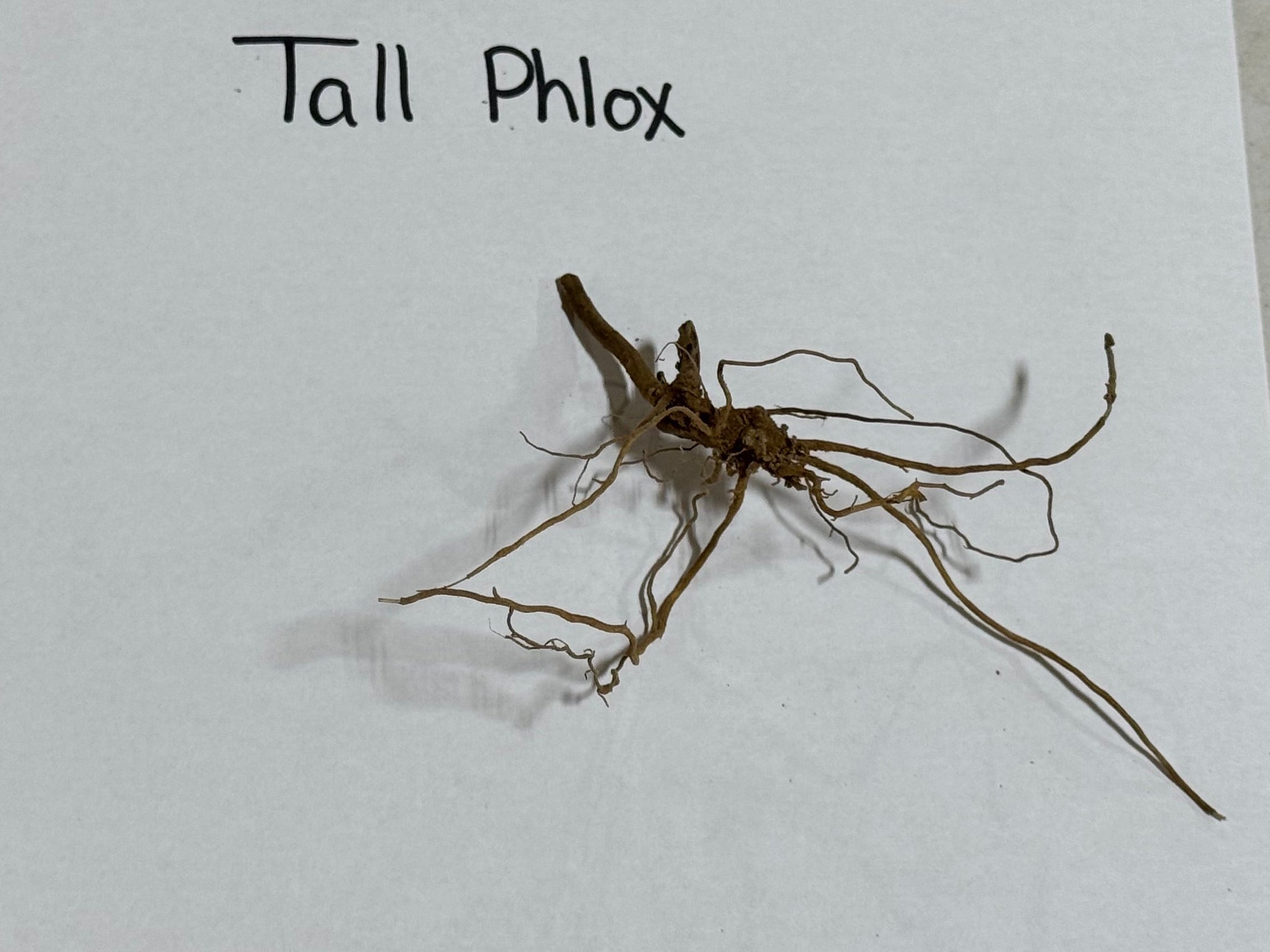 Buy 1 get 1 free sale on Garden Phlox online at TN Nursery 