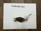 Buy Goldenseal Plant online at TN Nursery