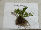 Buy Hairy Buttercup Plant online at TN Nursery