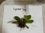 Buy Lyreleaf Sage Plant online at TN Nursery