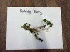 Buy Partridge Berry online at TN Nursery