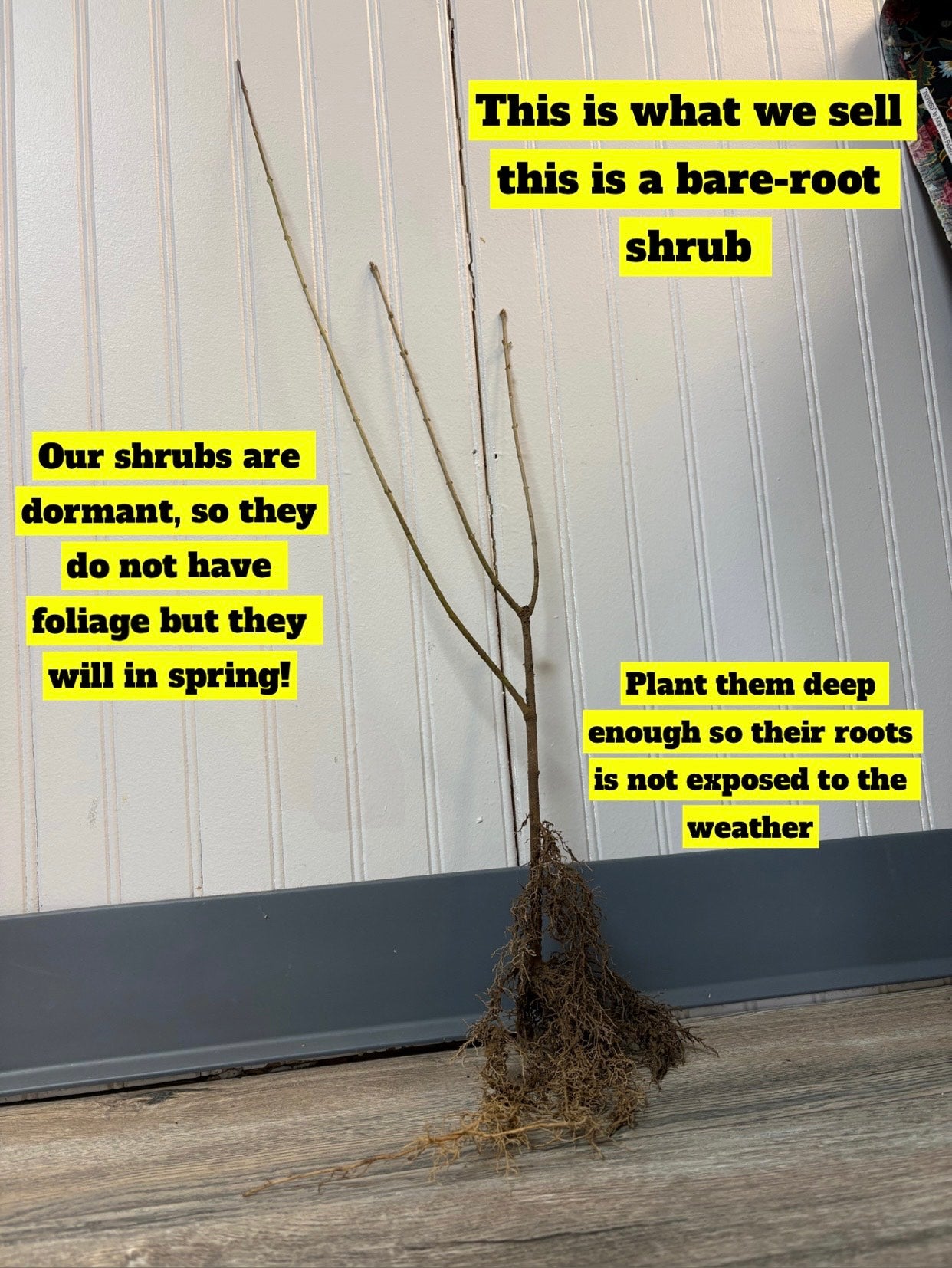 How Deep Are Hydrangea Bush Roots