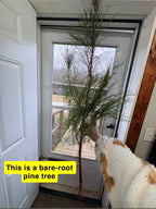 Buy Virginia Pine Tree online at TN Nursery