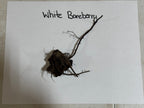 Buy White Baneberry online at TN Nursery